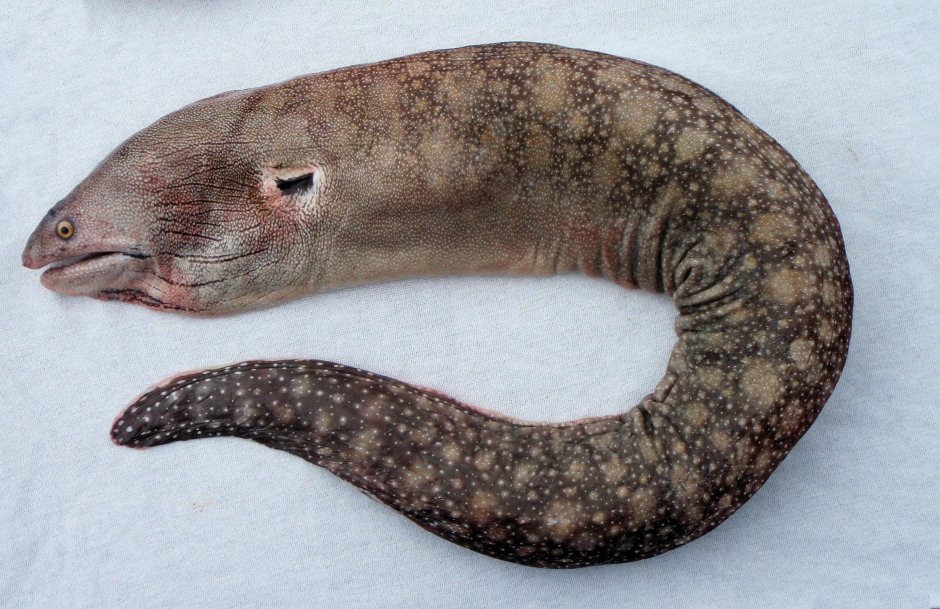 Морской угорь черно белый