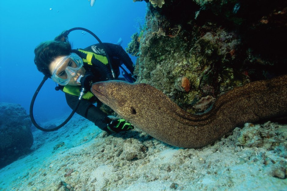 Мурена малек