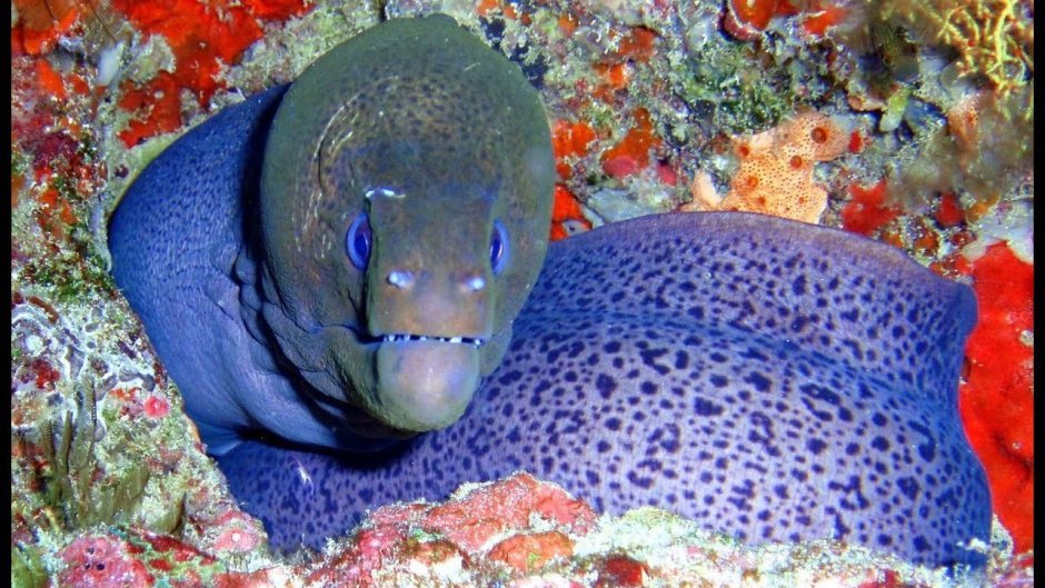 Угорь электрический зеленый