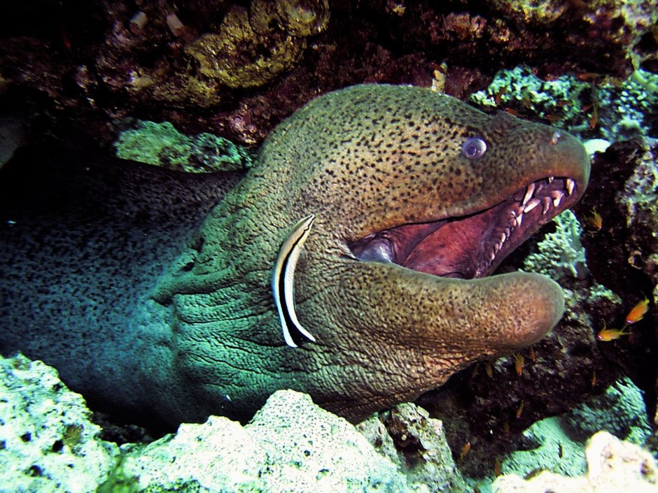 Мурена рыба