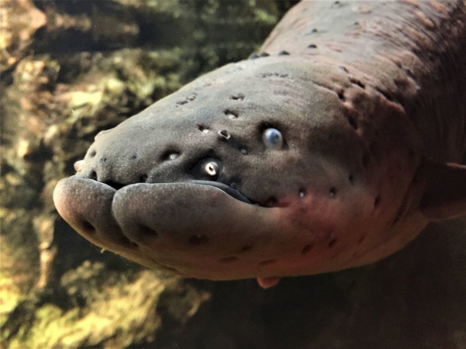 Желтоголовая мурена