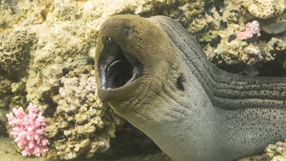 Электрический угорь зубы