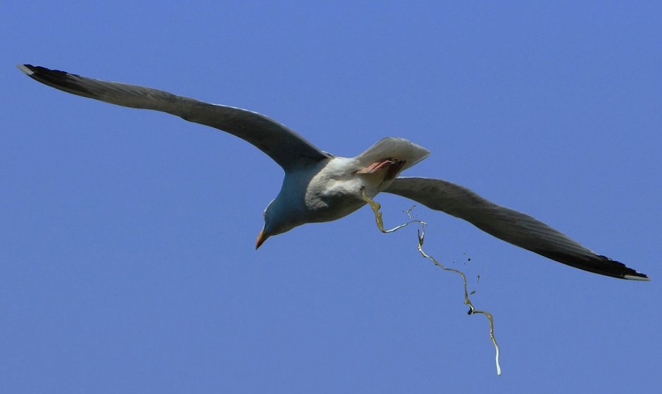 Masked Booby
