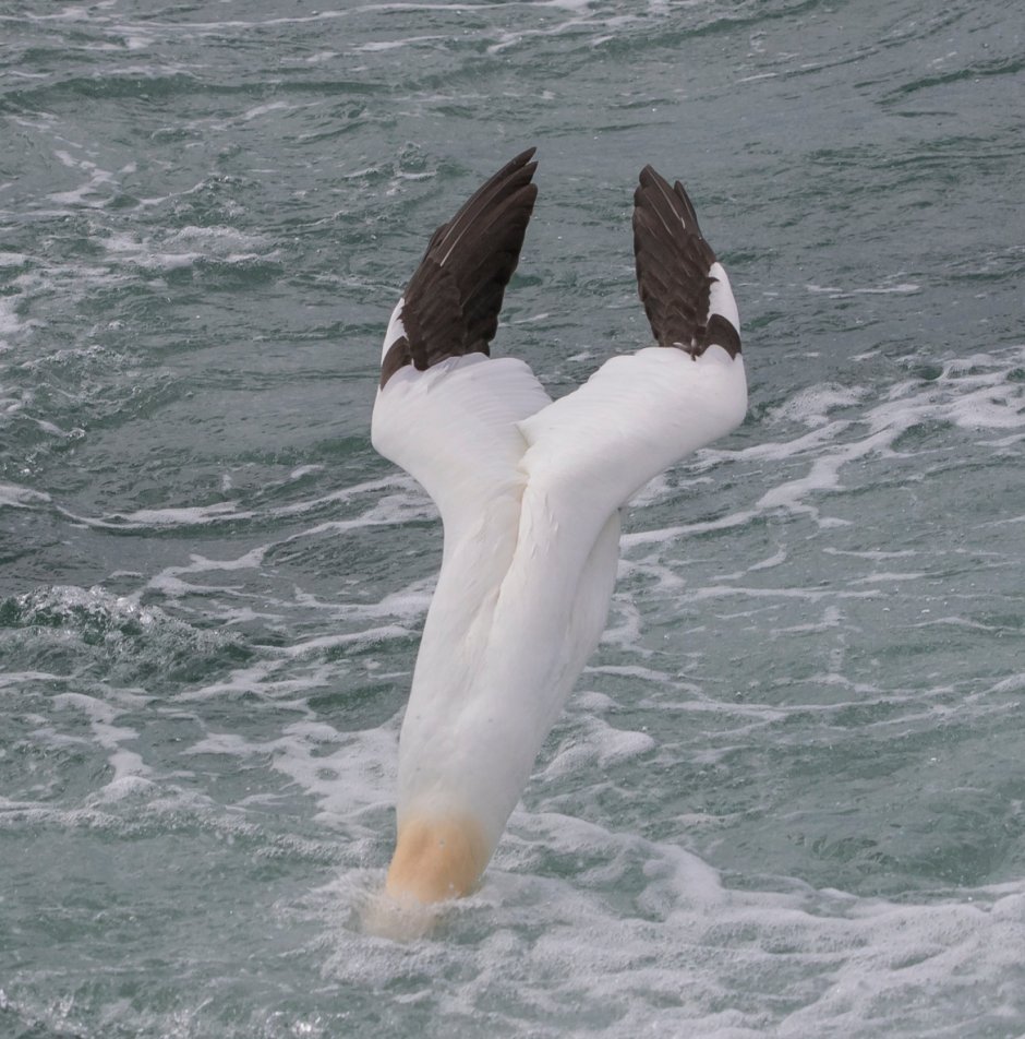 Albatross information for Kids