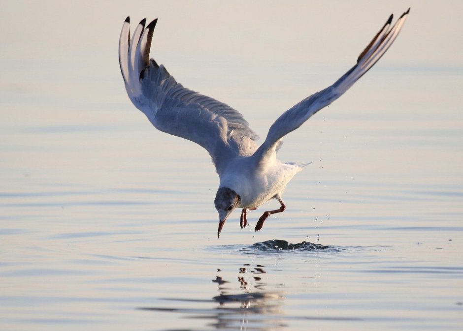 Thalassarche Impavida