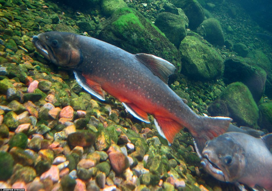 Salvelinus – гольцы