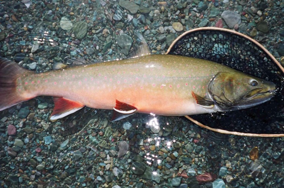 Salvelinus confluentus