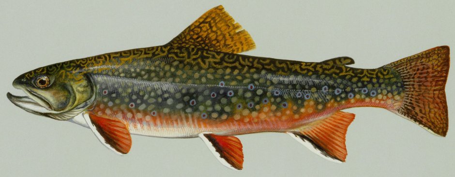Salvelinus jacuticus