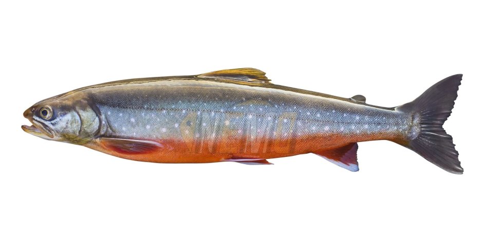 Голец куорский