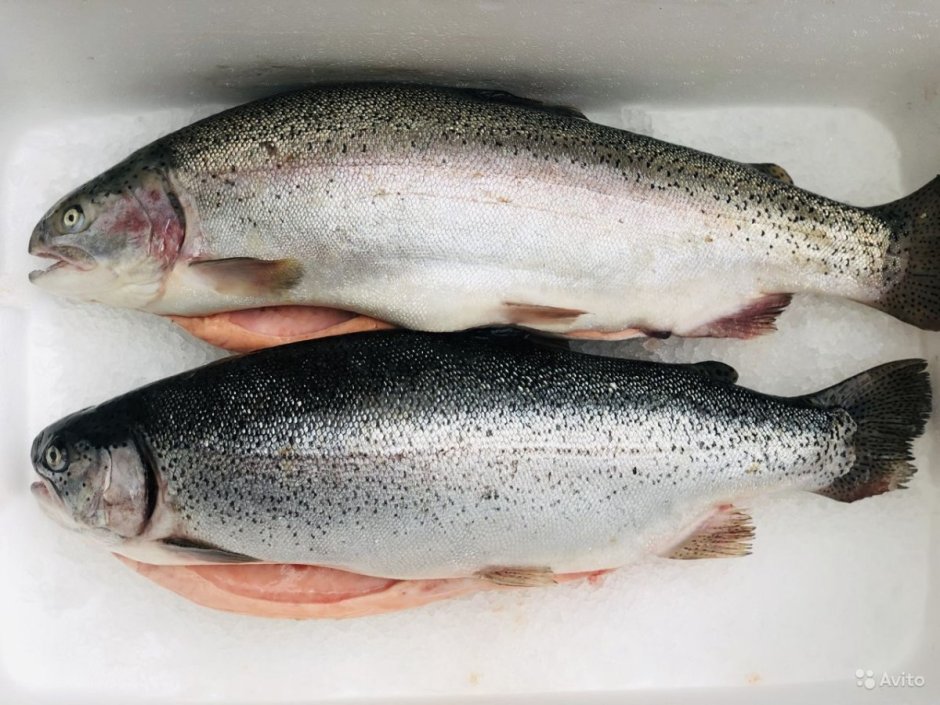 Морская форель кумжа