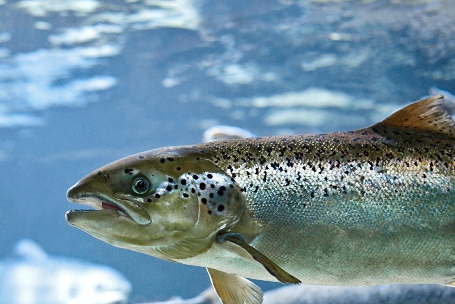 Атлантический лосось Salmo Salar