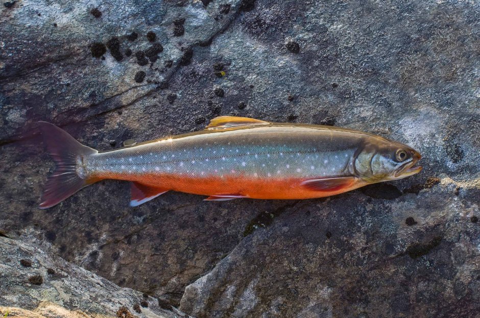 Char Fish