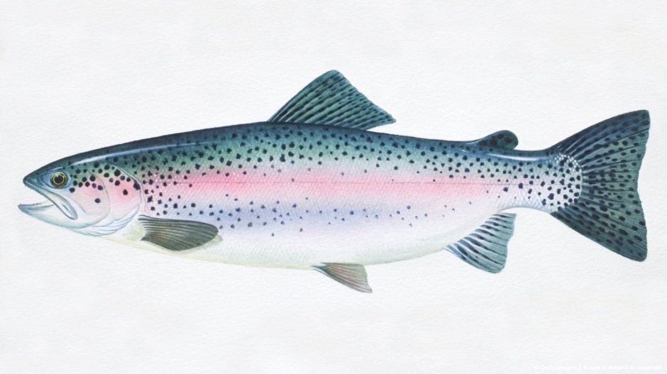 Радужная форель Oncorhynchus mykiss