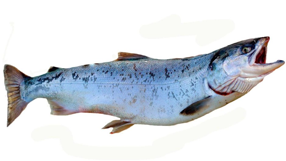 Salvelinus Malma