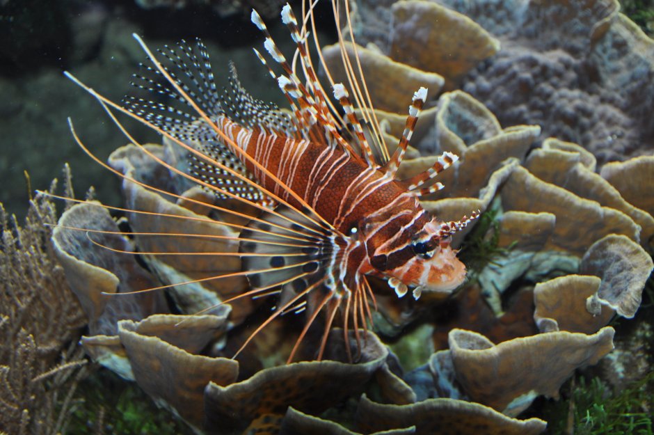 Pterois antennata