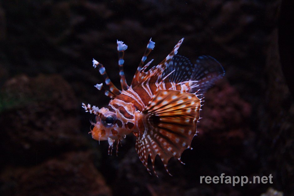 Dendrochirus Zebra