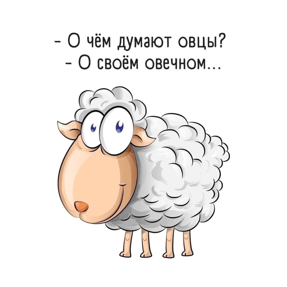 О чем думают овцы о своем овечном