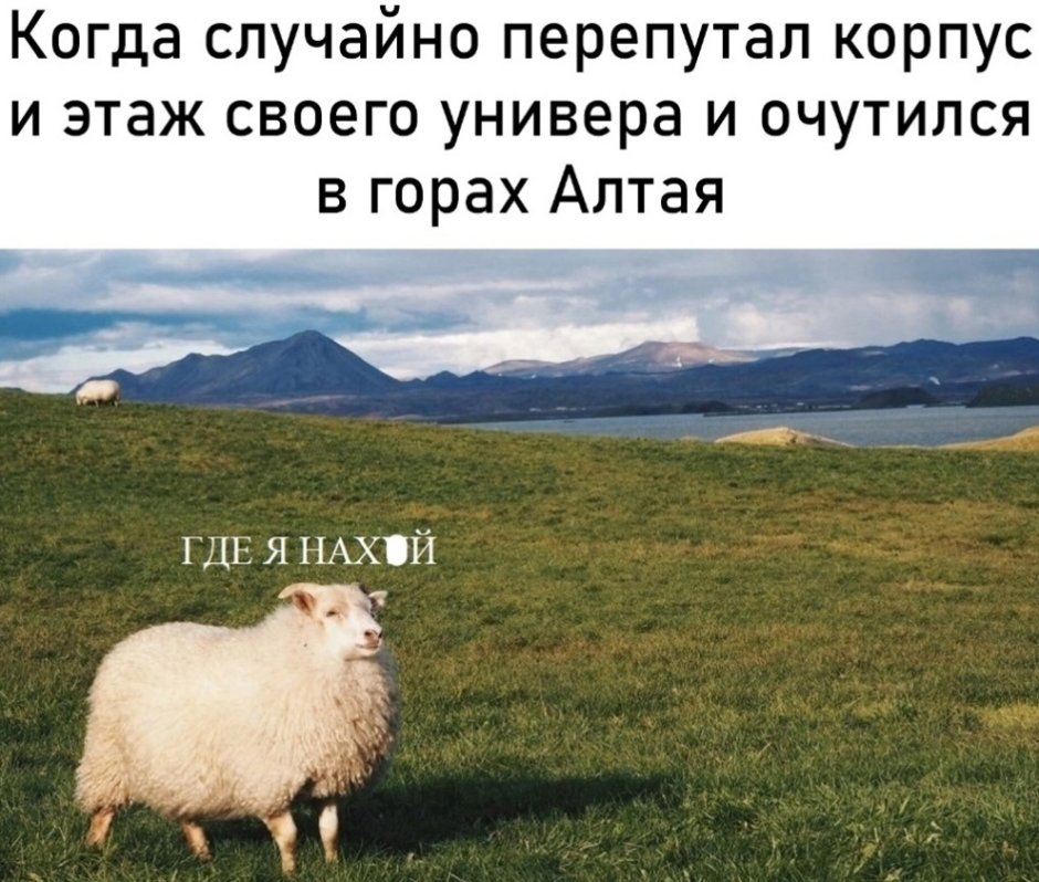 Меринос Шон