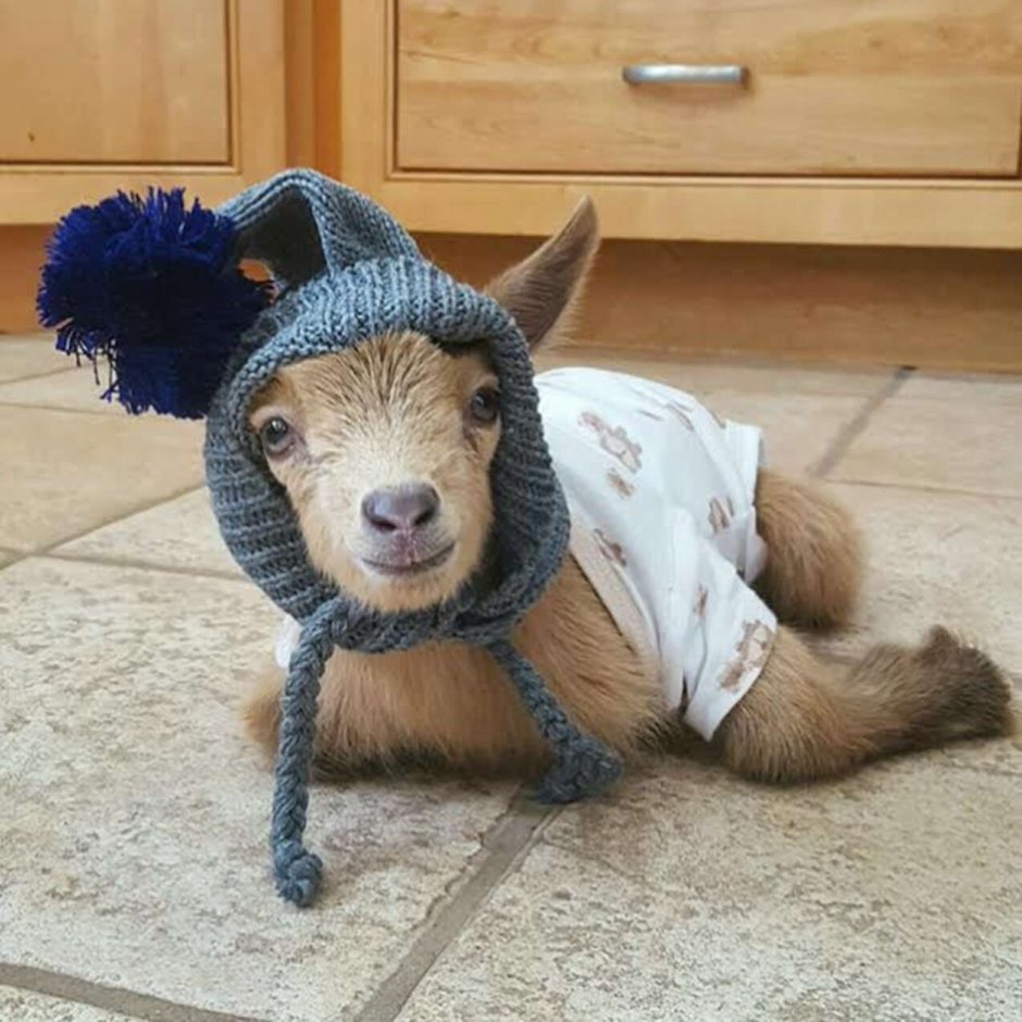 Овца смешная
