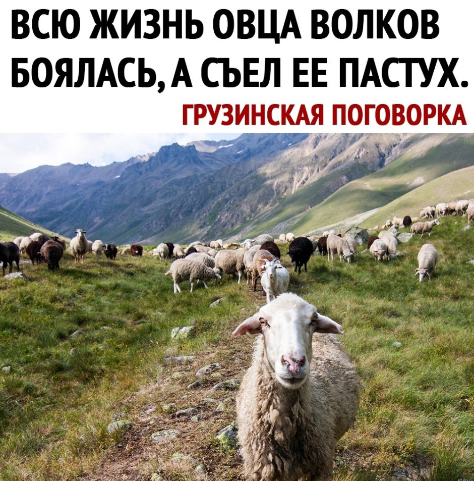 Я баран