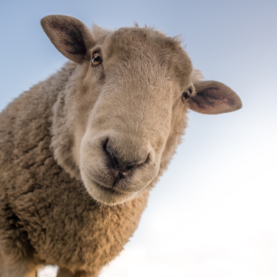 Valais Blacknose