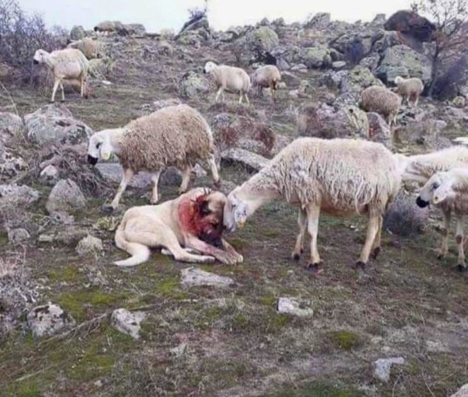 Смешной баран