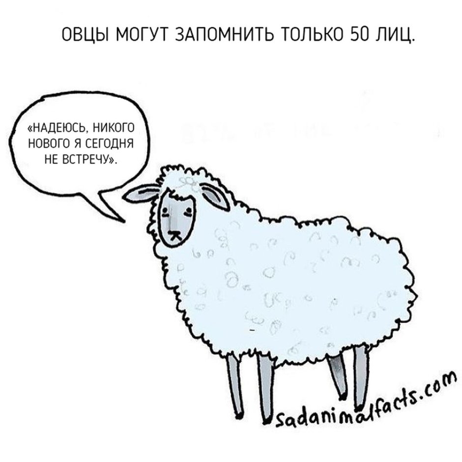 Смешной барашек