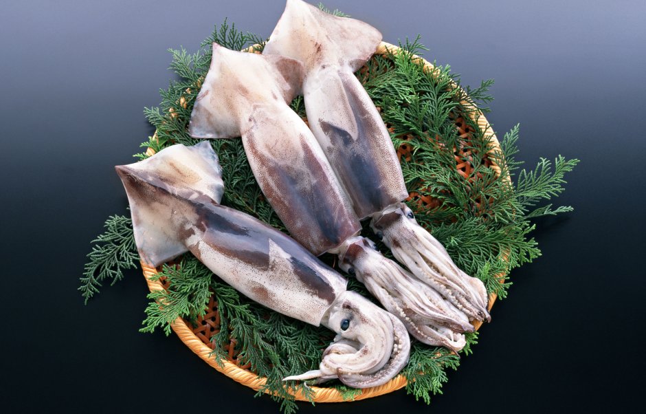 Кальмар Дальневосточный