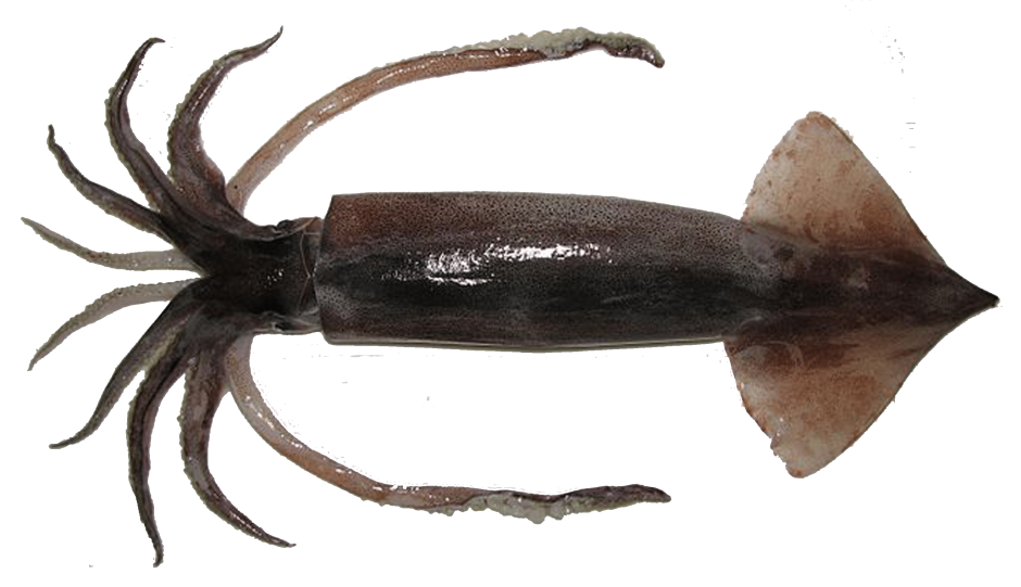 Todarodes pacificus