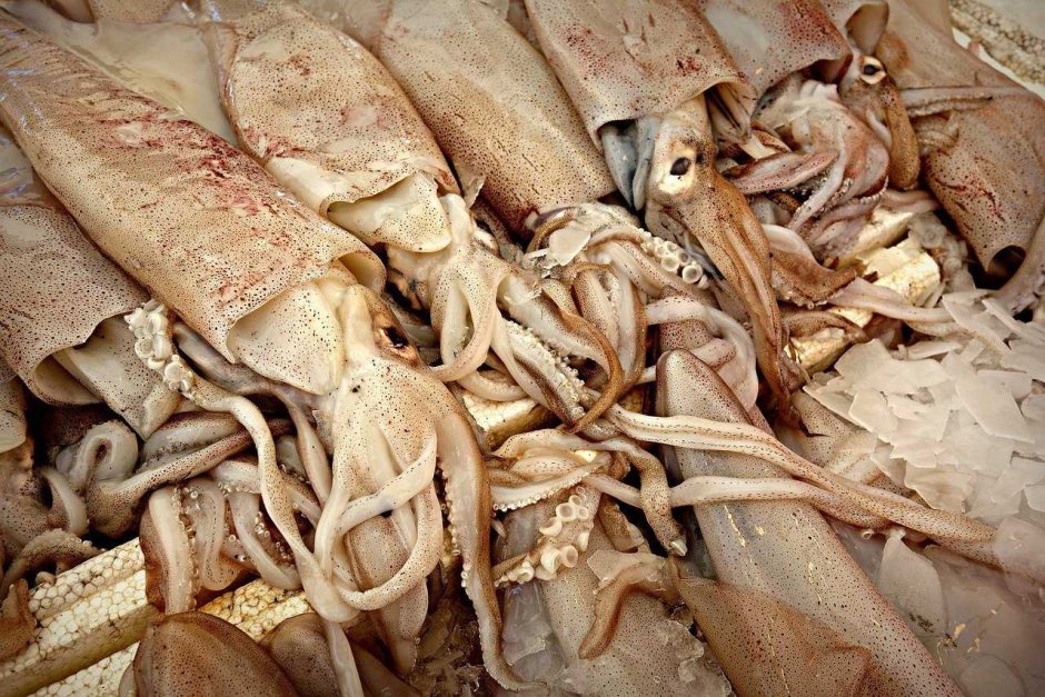 Кальмар морепродукт