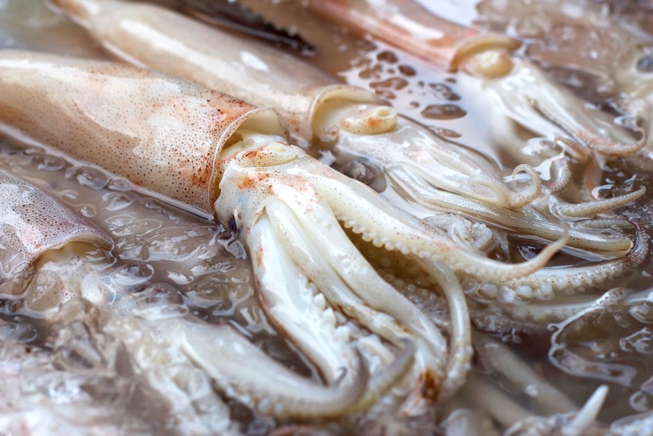 Кальмар морепродукт живой