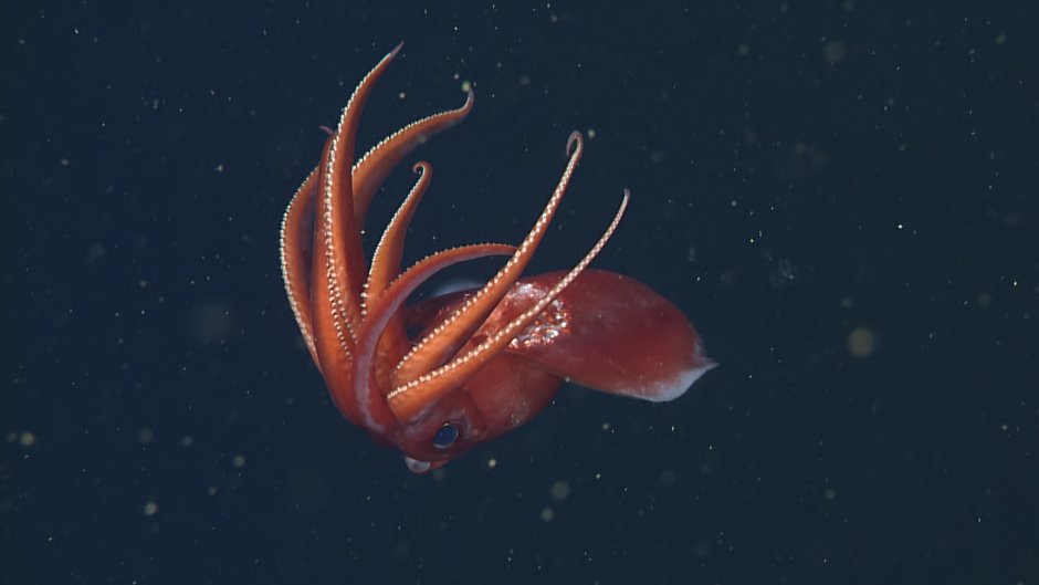 Кальмарам octopoteuthis deletron