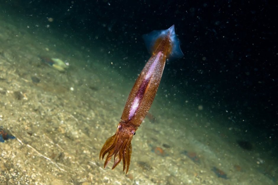 Кальмар Командорский в море