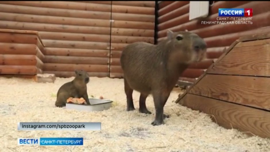 Капибары в Ленинградском зоопарке