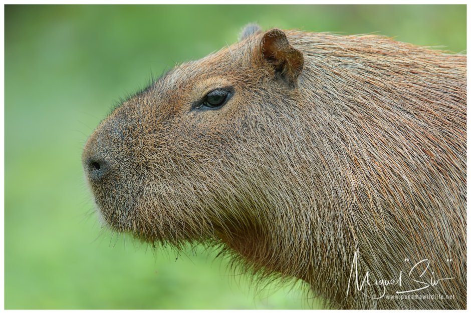 Hydrochoerus isthmius