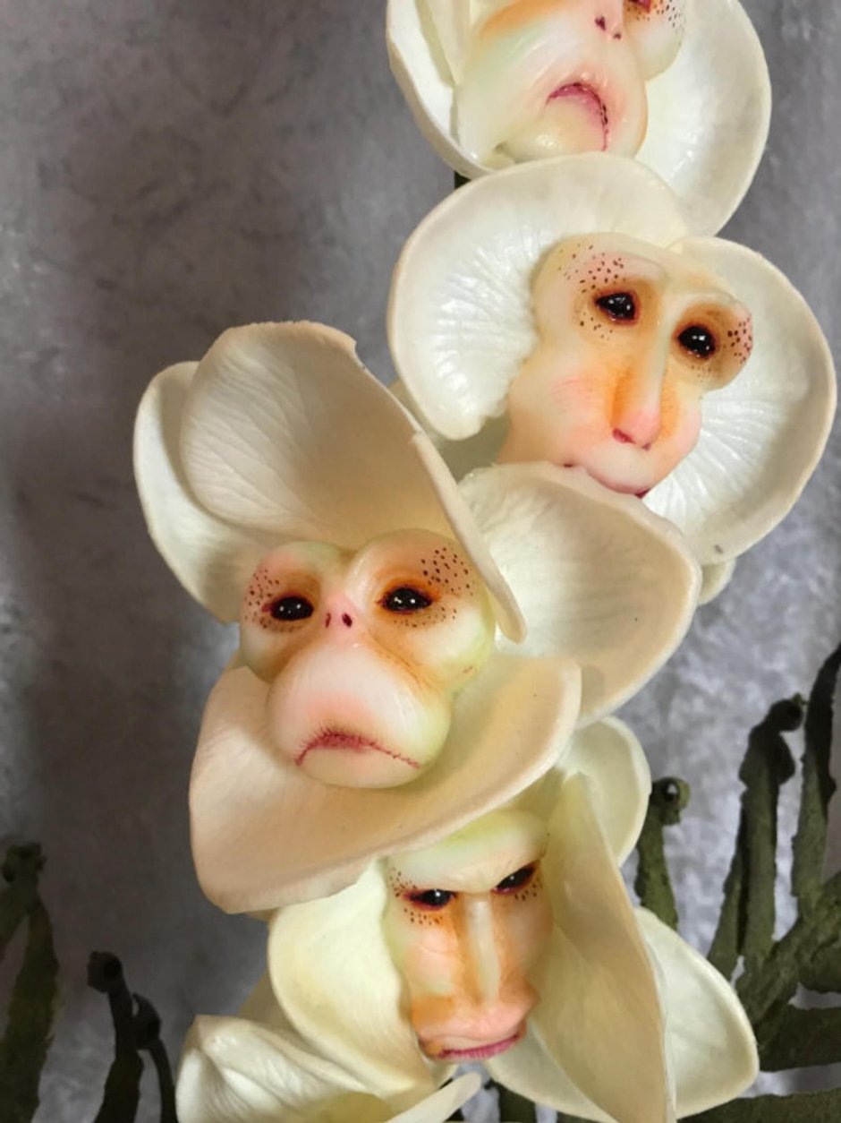 Обезьяна рисунок цветной