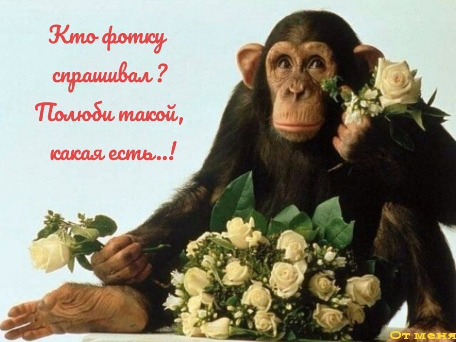 Умные животные