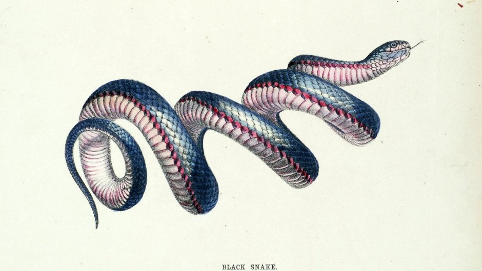 Snake illustration