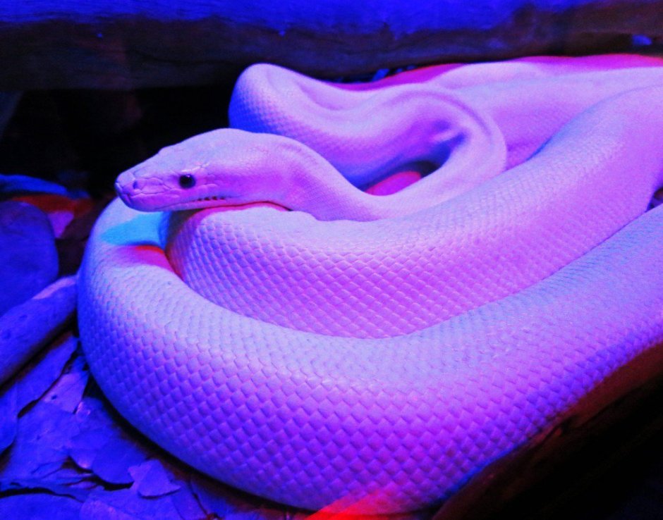 Parrot Snake