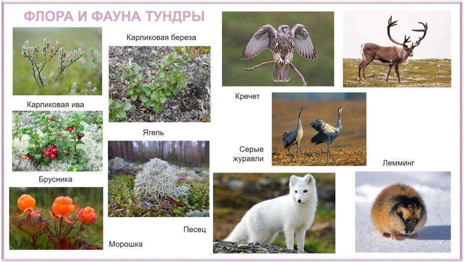 Тундра природная зона животные