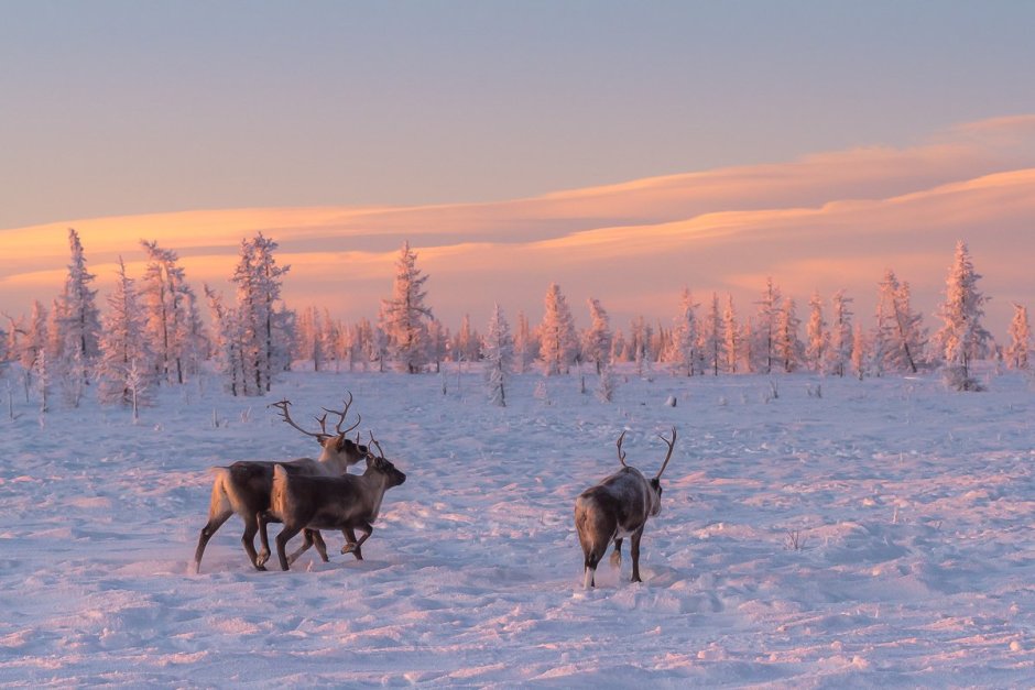 Стадо северных оленей