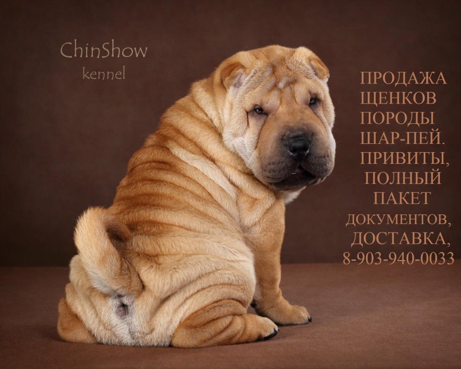 Шарпей чепрачный окрас
