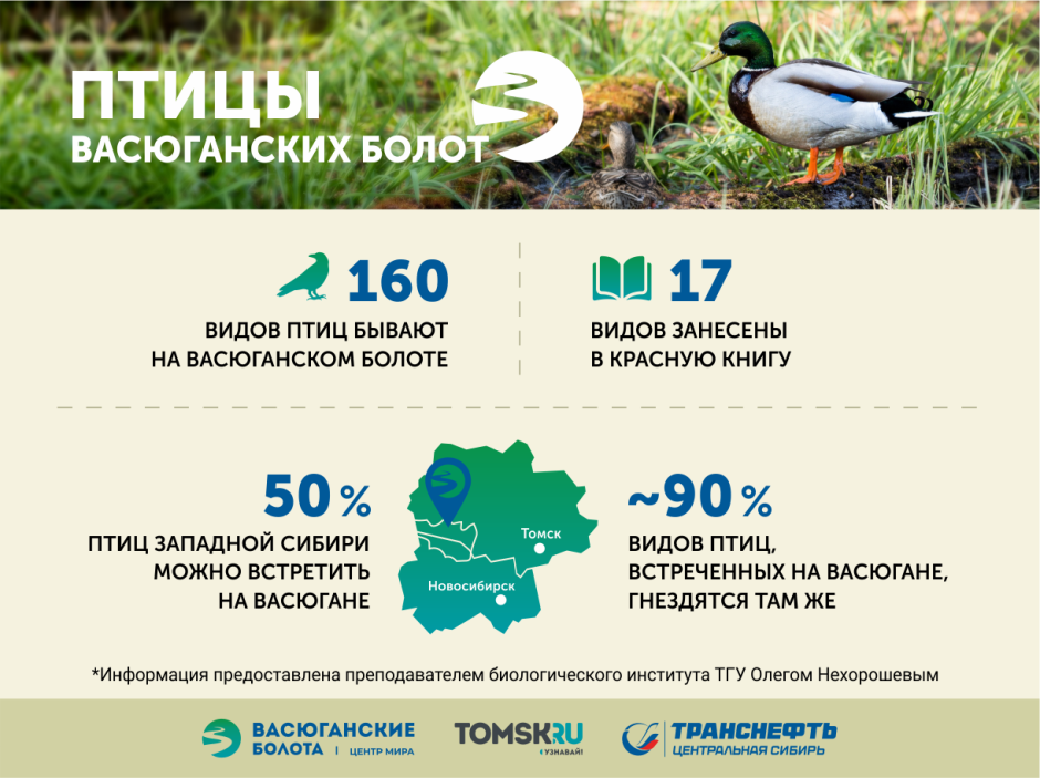 Болото пушица