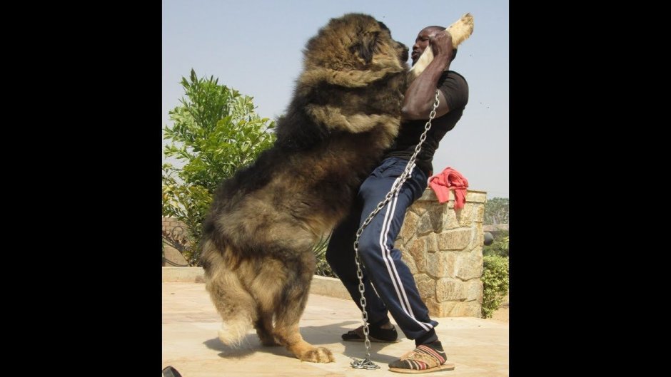 Волкособ белый