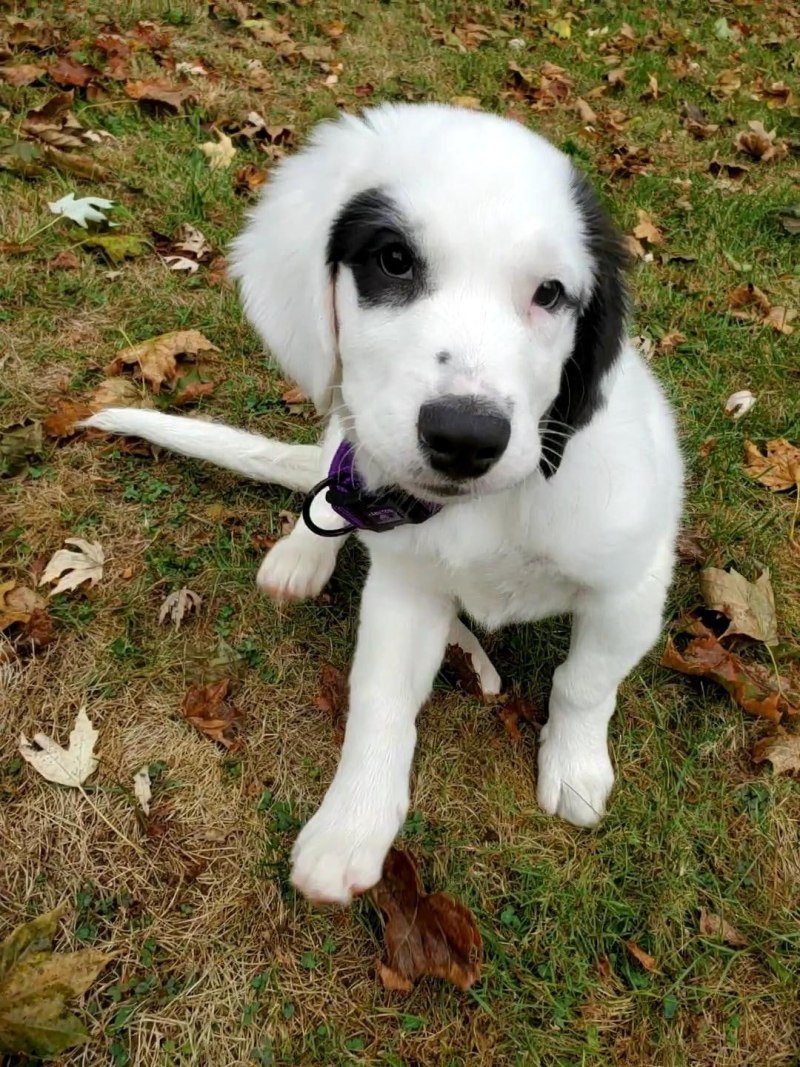 Белая собака с черными ушами