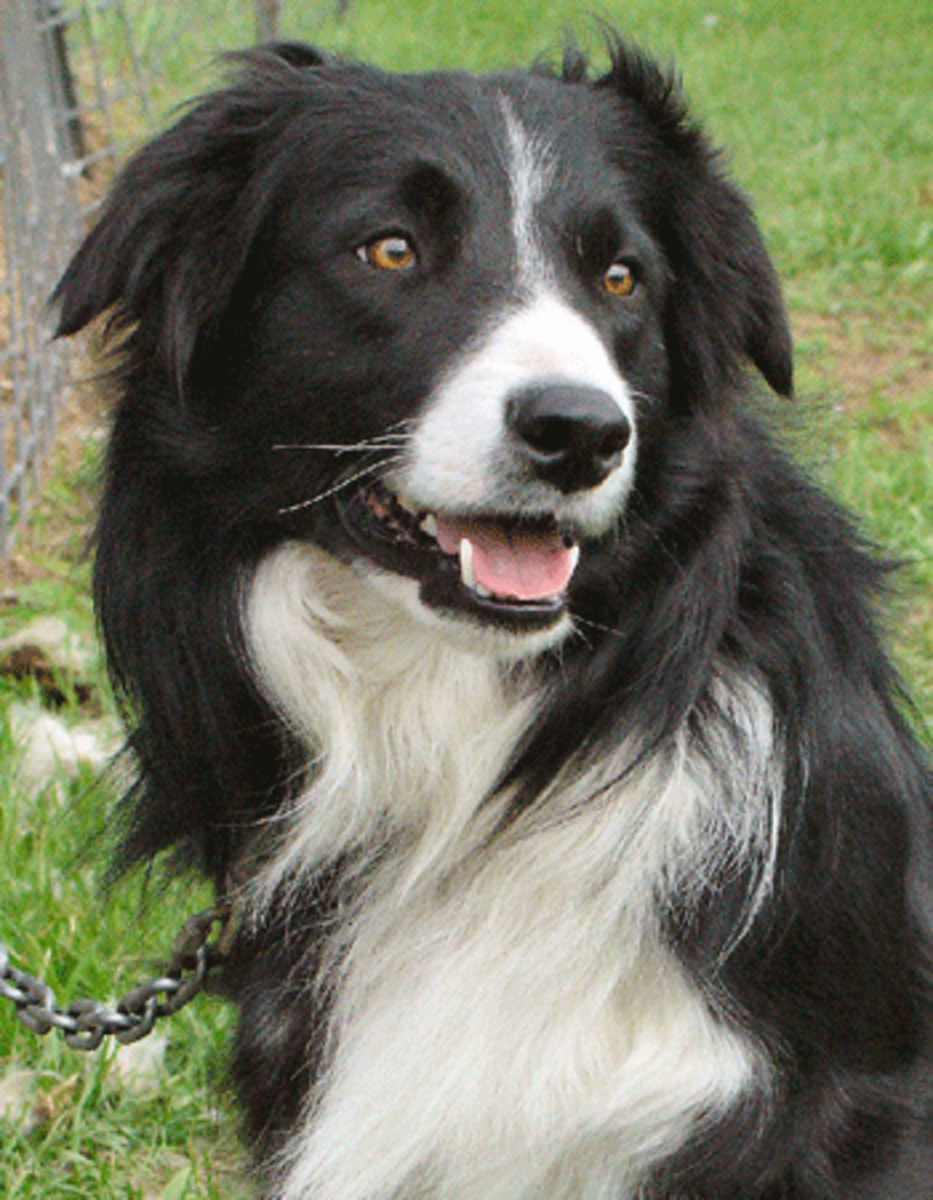 Бордер колли пастушья