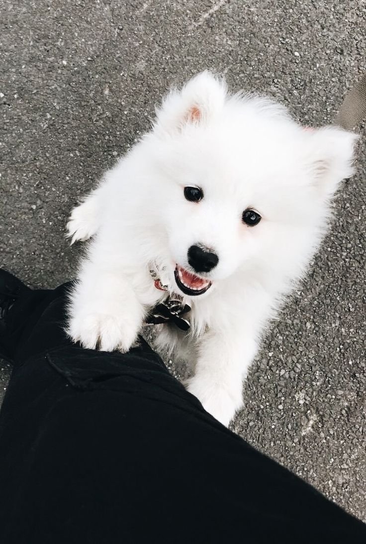 Щенок хаски и самоеда