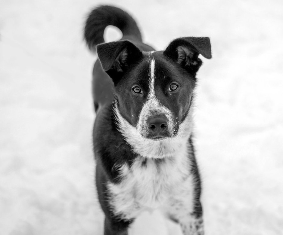 Дворняжки собаки чёрно-белые