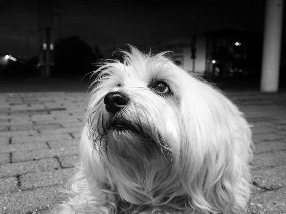 Гаванский Бишон белый