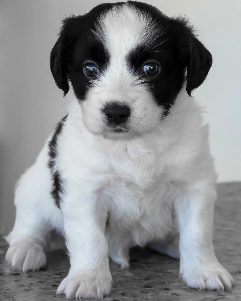 Чёрно белый щенок